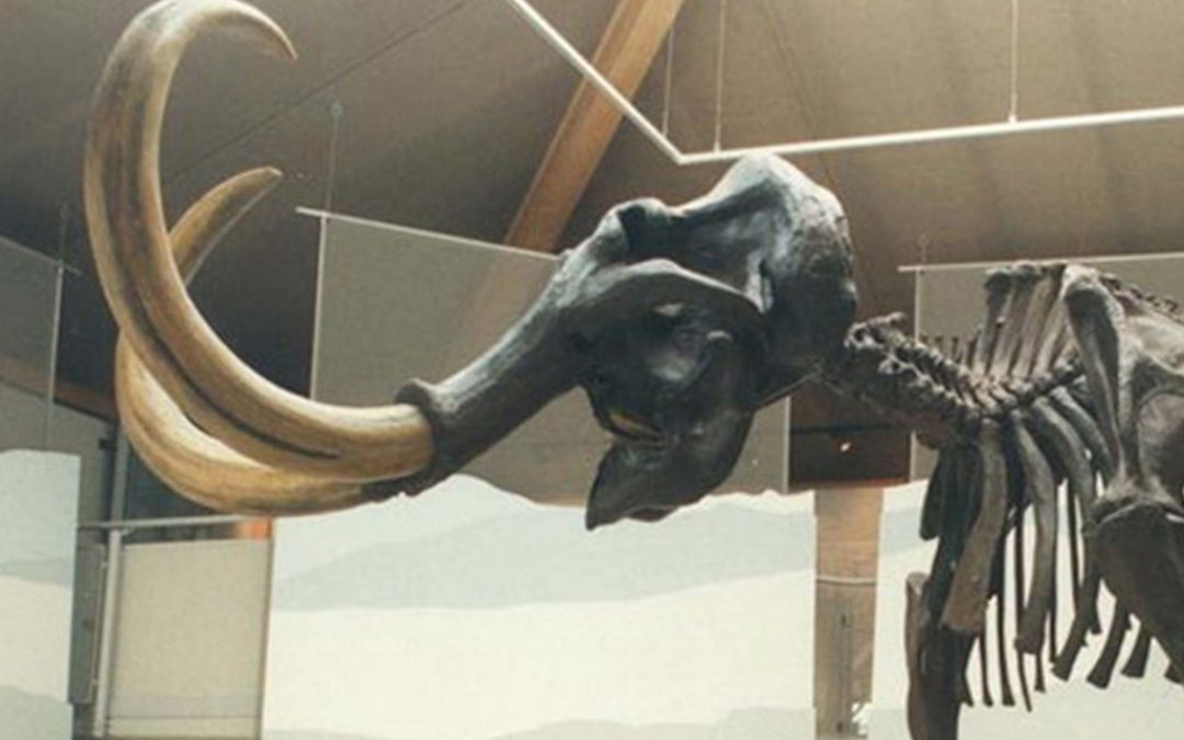 Naturkunde- und Mammut-Museum Siegsdorf